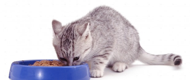 Purina Pro Plan Focus Dry Cat Food